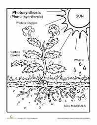 Are you learning about the human body? This Would Have Been A Great Visual For My First Graders They Loved Learning A Little Bit About Photosyn Third Grade Science Photosynthesis Science Worksheets