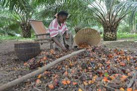 Afrique Classement Des Pays Producteurs D Huile De Palme