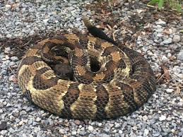 Eastern racer, ringneck snake, brown snake, common garter snake, smooth green snake, timber rattlesnake, northern water snake, milk snake, redbelly snake, and eastern ribbon snake to name a few. Living With Snakes Norton Va Official Website