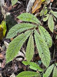 Image result for Elatostema welwitschii