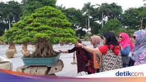 Bonsai Rp 1 Miliar Yang Mendadak Jadi Primadona Di Surabaya