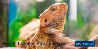 Coccidia & parasite infection care; What Set Up Do I Need For My Bearded Dragon Exoticdirect