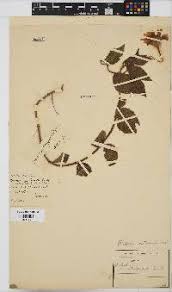 Image result for Aspilia natalensis