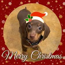 79 Miniature Dapple Dachshund Puppies For Sale In Texas L2sanpiero