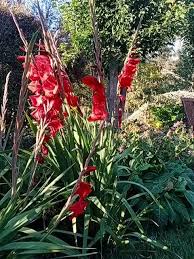 Image result for Gladiolus dalenii