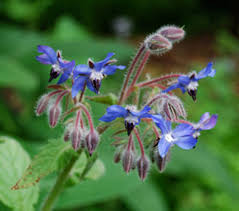 Image result for Borago