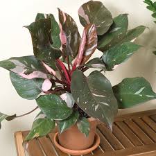 Philodendron Pink Princess Philodendron Erubescens For Sale Philodendron Plant Plants Indoor Plants