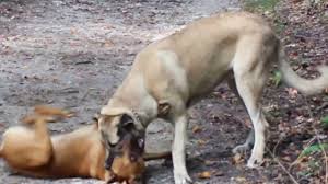 Pitbull Vs Kangal Dovusu 2018 100 Gercek Youtube Cute766