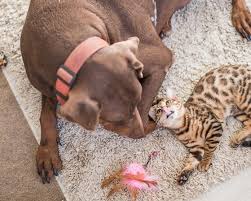 Wipe down counters, cabinets and doors using a large spray bottle filled with a solution of two parts bleach to one part. Getting Rid Of Parvo After Your Dog Gets Sick