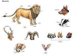 Animal Definition Google Search Mammals Learning English Is Fun Animals