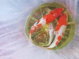 Raja aquatic palembangjual ikan arwana silver albinowa : Jual Ikan Koi Import Di Palembang