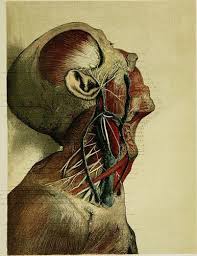 Page 238 Of Regional Anatomy In Its Relation To Medicine And Surgery 1891 Human Anatomy Art Anatomy Art Human Anatomy Drawing