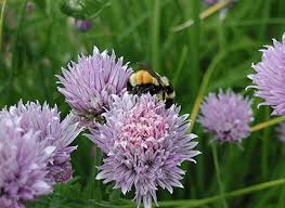 Bee the Change: Inviting Pollinators to the Table