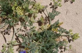 Image result for Agrocharis pedunculata