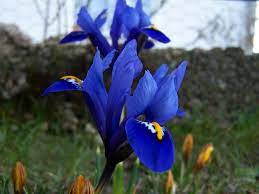 Iris Flower And Plant Types Pictures How To Grow And Care Florgeous