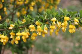 Kayu akasia, besar, kering, tapi dalamnya masih. Shrub Acacia Kuning Dan Putih Keterangan Adakah Pokok Atau Semak