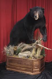 Black Bear Half Mounts Prices North American Taxidermy Bear Mounts Taxidermy Taxidermy Mounts