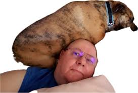 Who says Bull Terriers are clingy? 🤔