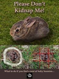 If You Find Baby Bunnies Wild Baby Rabbits Wild Rabbit Rabbit Nest