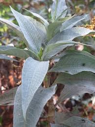 Image result for Persicaria senegalensis