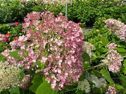 Image result for Hydrangea arborescens Pink Anabelle