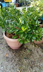 Dua minggu sebelum tanam, lubang tanam dibuat dengan ukuran 40x40x40 cm. Teknik Tanam Pokok Limau Kasturi Hanya Cucuk Ranting Dalam Tanah