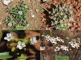 Image result for Limeum viscosum