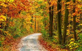 Download wallpaper images for osx, windows 10, android, iphone 7 and ipad. Hd Herbst Hintergrundbilder Hd Hintergrundbilder