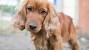 Golden English Cocker Spaniel