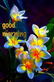 Here is our best collection of flowers that are so diverse yet beautiful. Good Morning Messages Birthday Greeting Cards Birthday Greeting Cards Good Morning Flowers Good Morning Flowers Gif Good Morning Beautiful Pictures