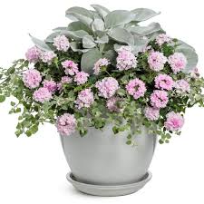 Image result for Coccinia senensis