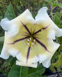 Image result for Solandra maxima