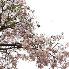 Beautiful pink japanese sakura tree wallpaper download to your. Kmpians On Twitter Alhamdullilah Bunga Sakura Di Jepun Eh Di Kmp Cc Student Gen 17