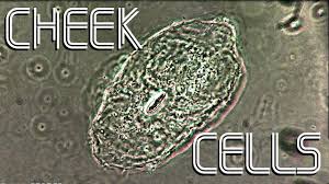 Under the microscope, animal cells appear different based on the type of the cell. Cheek Cells Under Microscope Youtube
