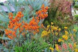 Image result for Anigozanthos