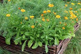 Wann kann man ringelblumen aussäen? Ringelblume Aussaat Pflanzen Und Pflege Gartendialog De