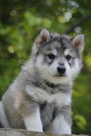 How much does a tamaskan puppy cost? Where To Find Tamaskan Puppies For Sale Dogable