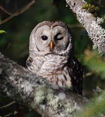 Baby Bird With Big Eyes Barred Owl Owl Barred Owl Owl Bird