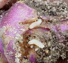 32 schor said the city's code compliance and building officials do they best they can to advise residents on how to stop the pests. Lorsban Will Be Available To Use In Fruits And Vegetables For 2019 Vegetables