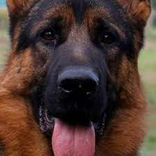 Mappa, numero di telefono, sito web. Allevamenti Pastore Tedesco In Lombardia Elenco Allevatori Italiani