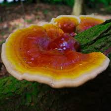 Image result for Ganoderma lucidum