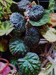 Image result for Begonia oxyloba