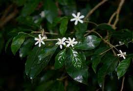 Flora of Malawi: Species information: individual images: Coffea salvatrix