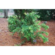 Image result for Agarista