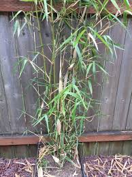 The main reason why your bamboo plant is turning yellow is due to injuries. Bamboo Leaves Are Turning Yellow