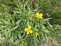 Image result for Diplotaxis tenuifolia