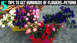 Keep your potted plants in a spot that receives full sun. How To Keep Your Petunias Looking Full And Flowering Petunia Care Youtube