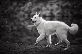 Black And White Shepherd Dog White Shepherd Dog Black German Shepherd Black German Shepherd Dog German Shepherd