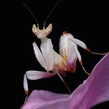 Fun Fact Lurantis Is Based Off Of The Orchid Mantis A Type Of Mantis That Disguises Itself As A Flower To Catch Pre Orchid Mantis Art Reference Photos Orchids