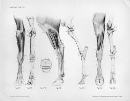 Jurininkas Garbinimas Genijus Cow Leg Anatomy Yenanchen Com